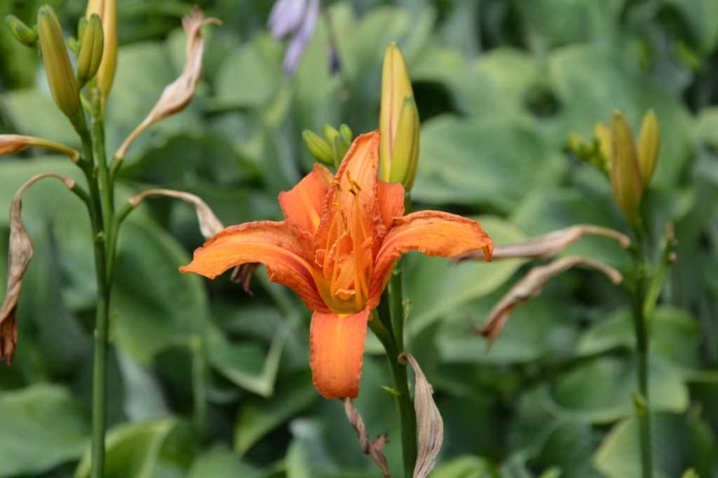 DSC_5263Mittel_.JPG